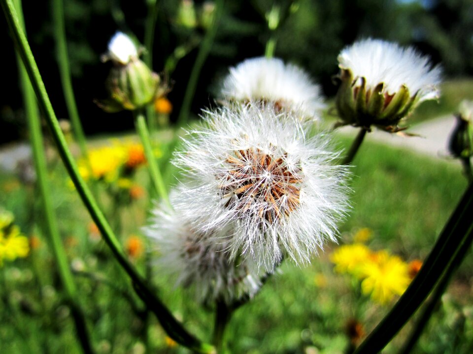 Nature flower plant