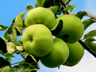 Apple summer apple tree
