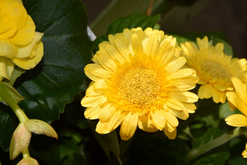Yellow flowers flower yellow was