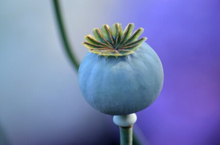 Opium floral decorative photo