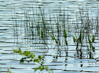 Grass weeds reflection