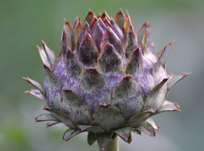 Artichoke cardunculus decoration