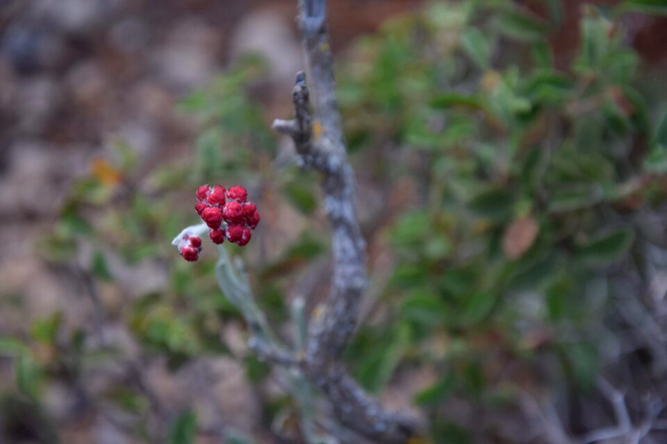 Nature helichrysum summer