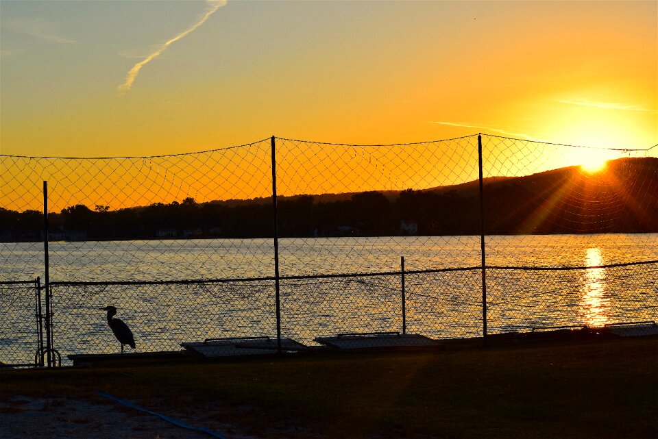 Fence silhouette bird