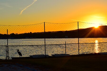 Fence silhouette bird photo