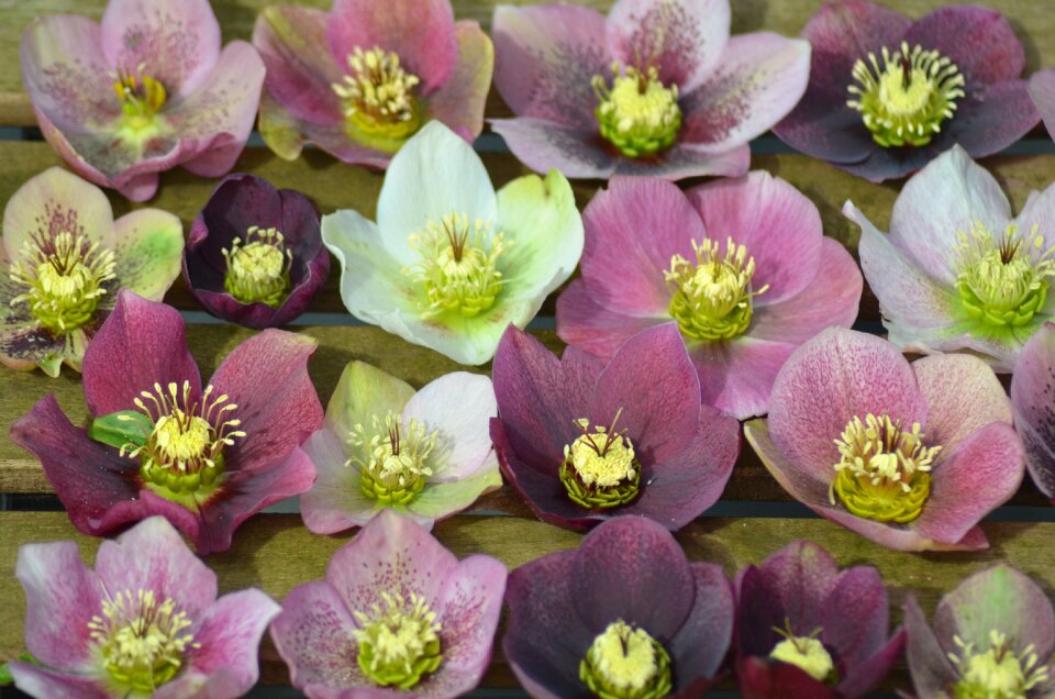 Flower flora perennial
