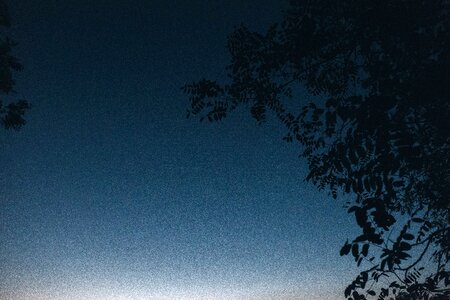Night evening trees