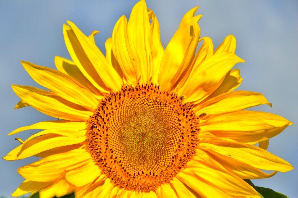 Yellow flowers yellow bloom