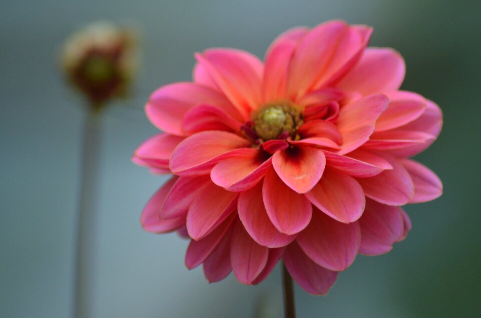 Summer colorful plant