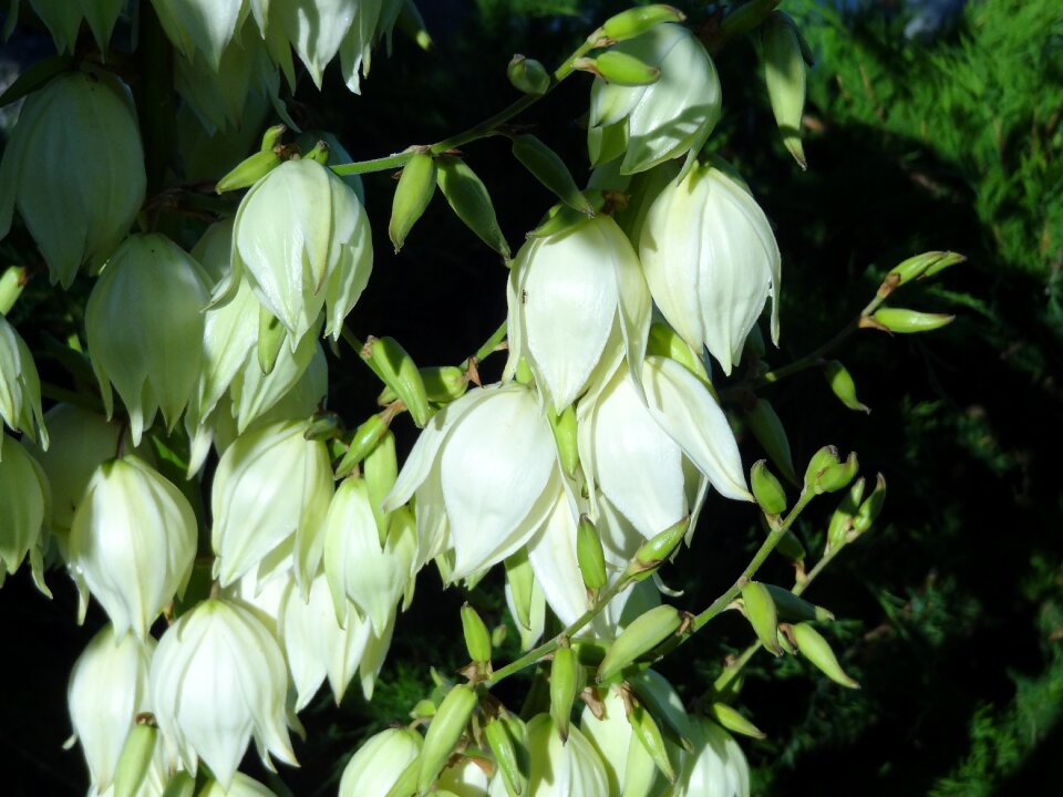 White bells flowering