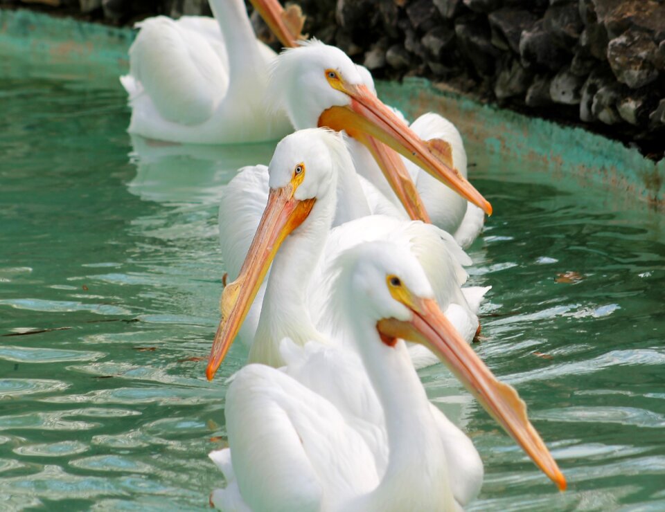 Animal wildlife mammal