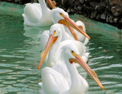 Animal wildlife mammal