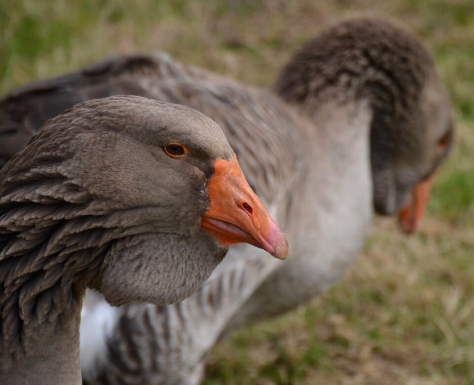 Nature livestock poultry