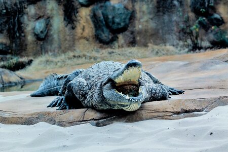 Animal wildlife mammal