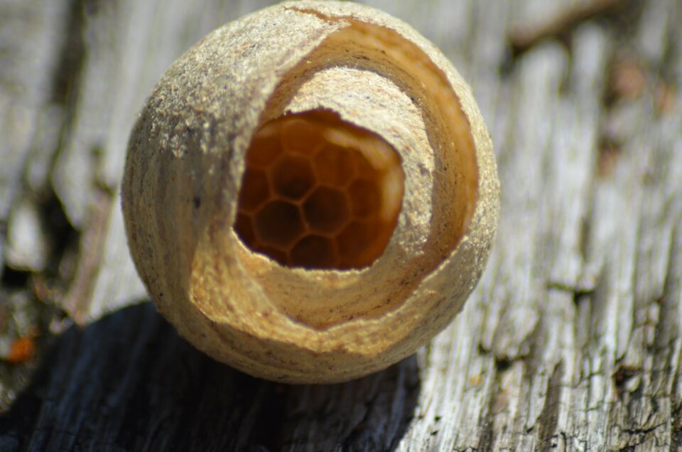 Nest wildlife insect