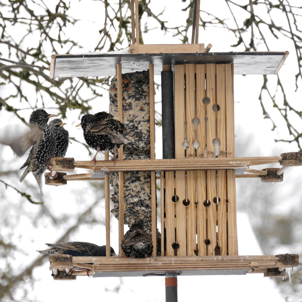 Stare feeding aviary