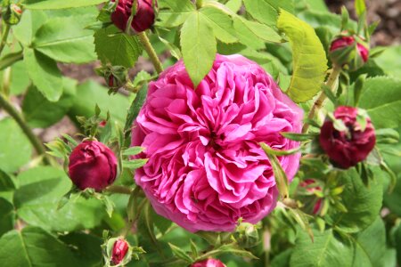 Botany garden rose petals photo