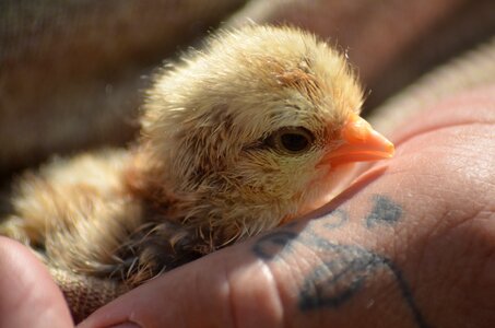 Poultry livestock chick photo