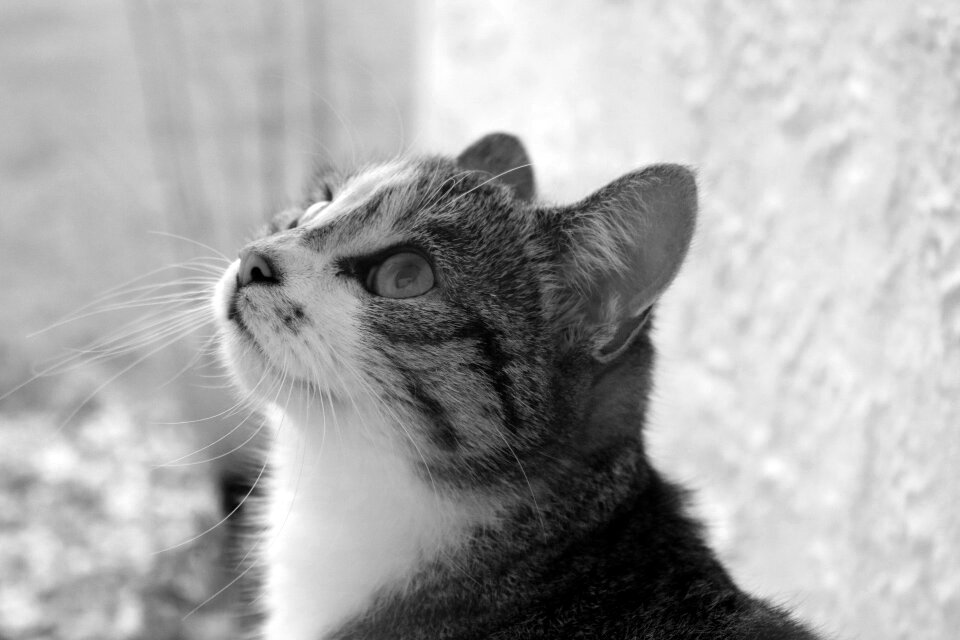 Portrait pet domestic