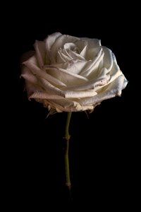 Rose floral close up