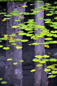 Light reflections nature shine