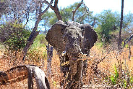 Proboscis mammal pachyderm