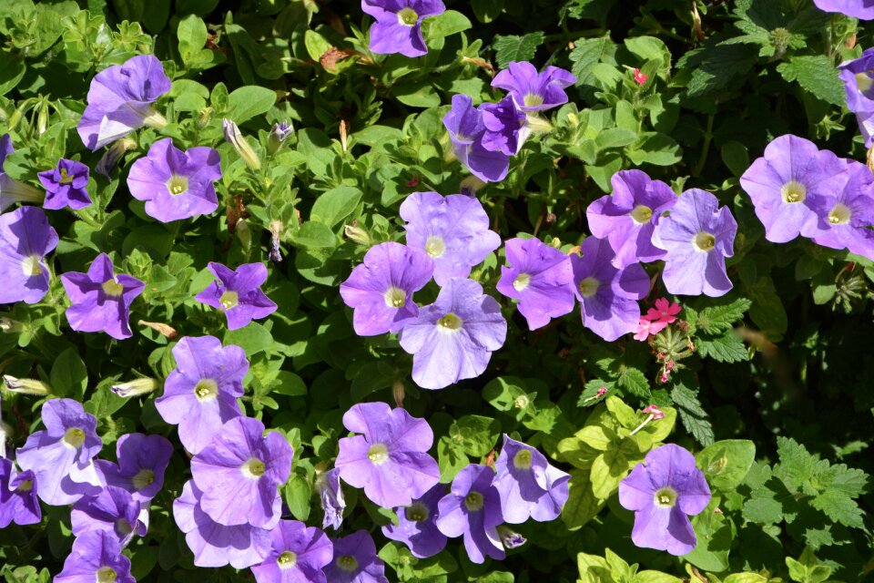 Flora green leaves summer flowers
