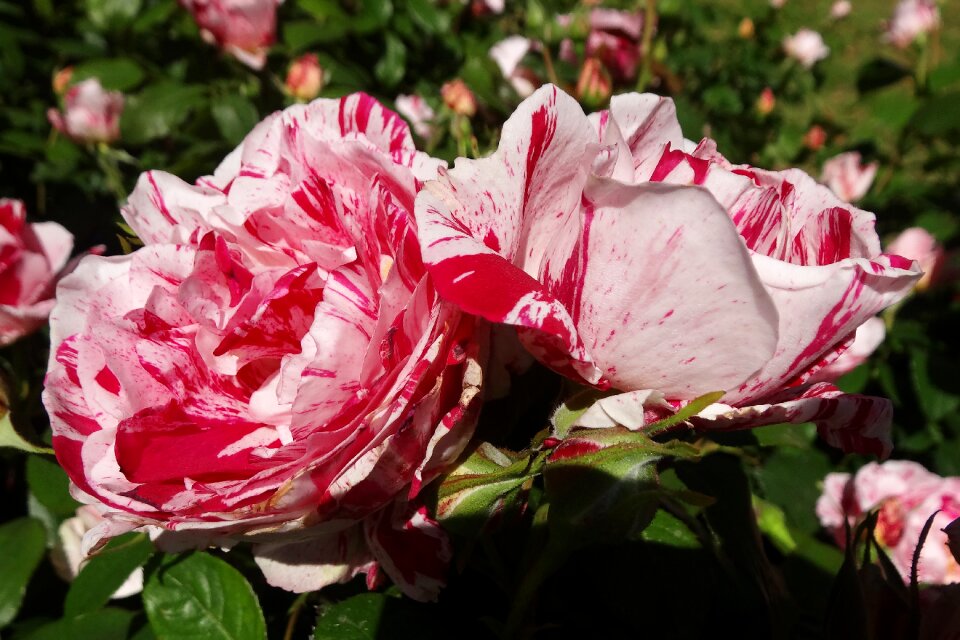 Roses flower garden