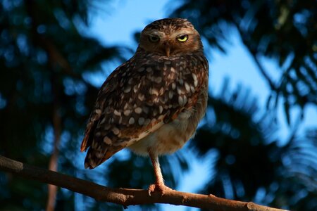 Birds outdoors owl