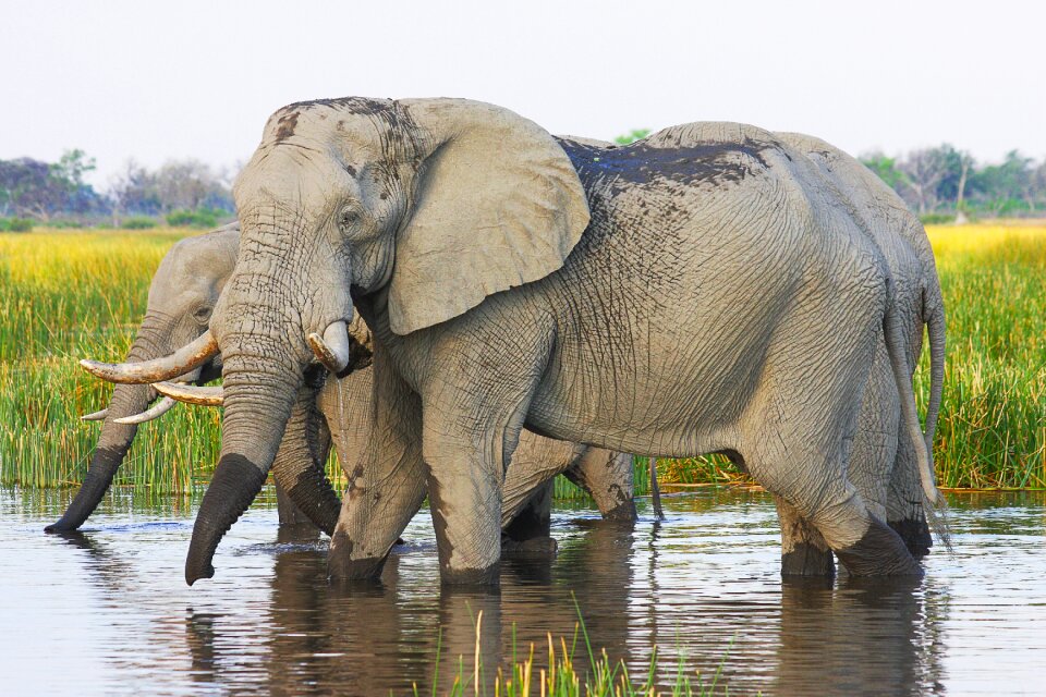 Proboscis mammal pachyderm