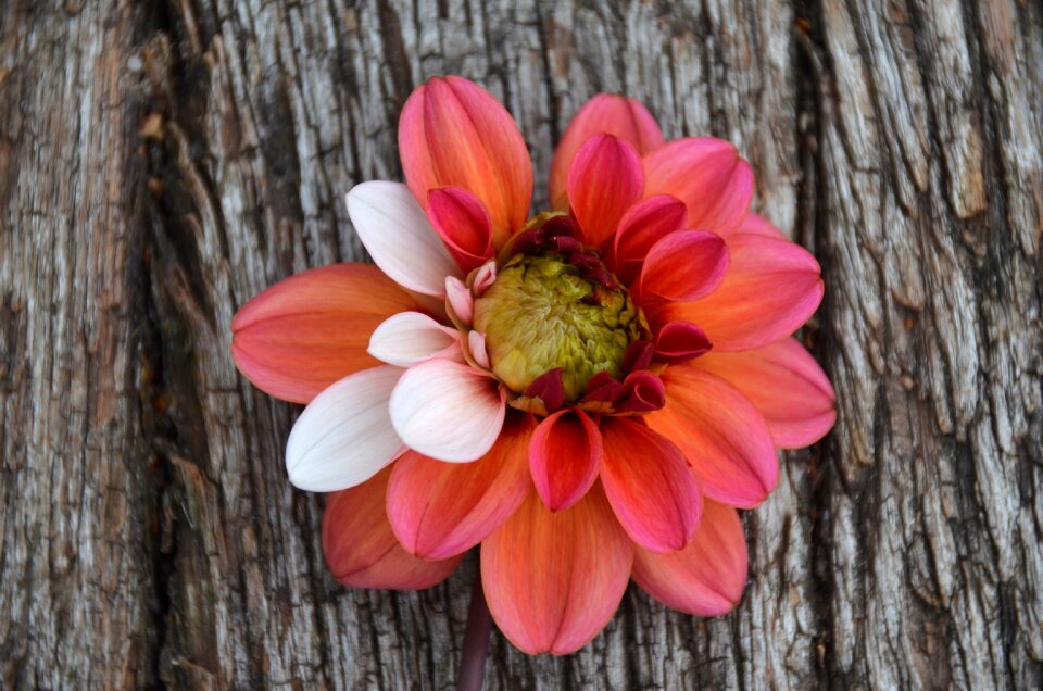 Garden nature blossom