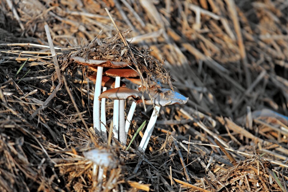 Agriculture nature straw