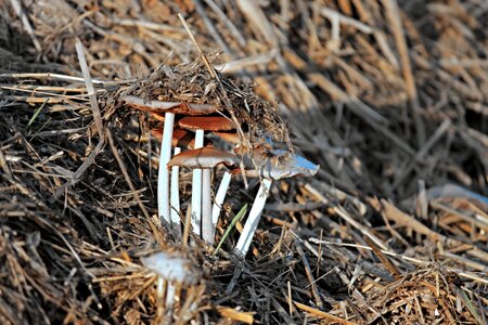 Agriculture nature straw
