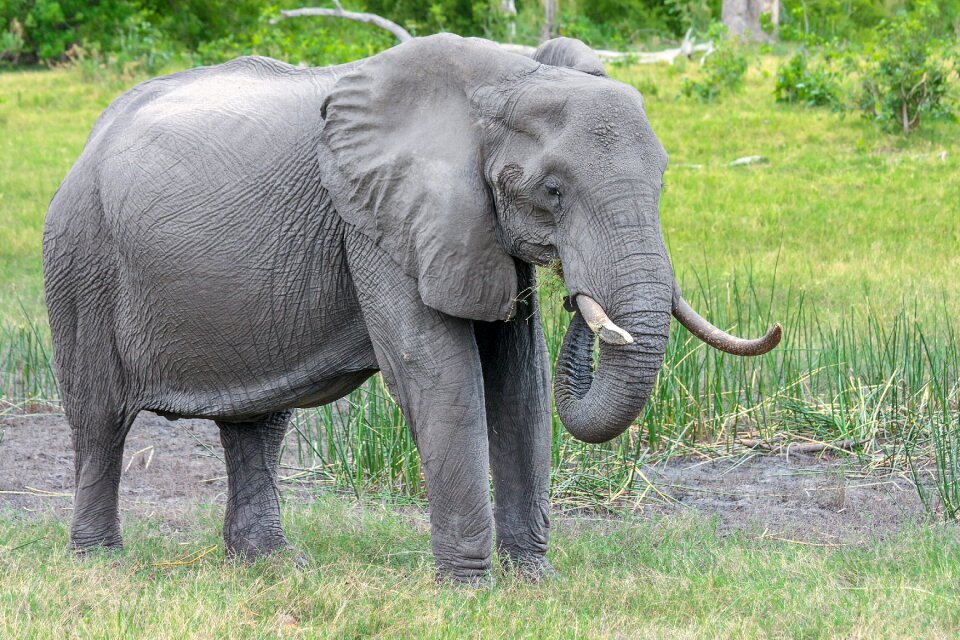 Proboscis mammal pachyderm