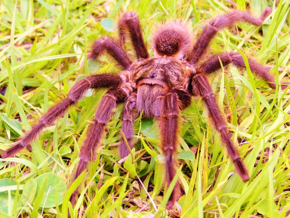 Spider araquinidio eight legs