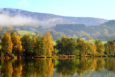 Deciduous forest leaves golden autumn