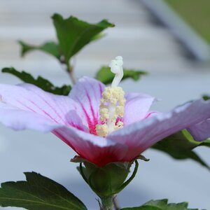 Hibiscus syriacus hibiscus syricus photo