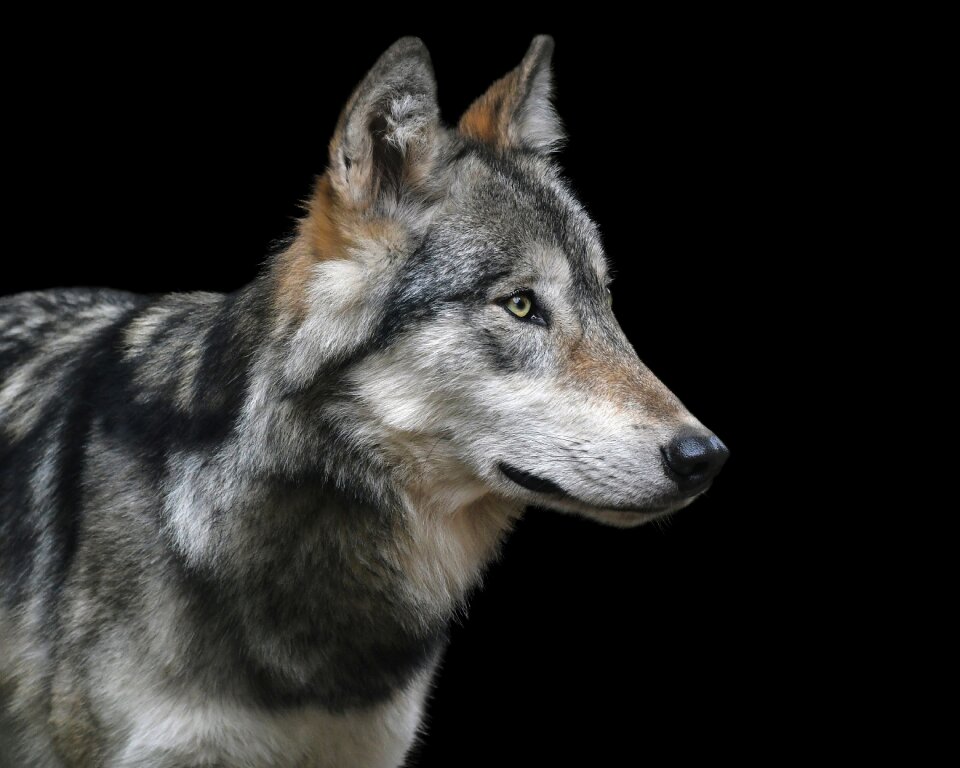 Predator carnivore wild animal