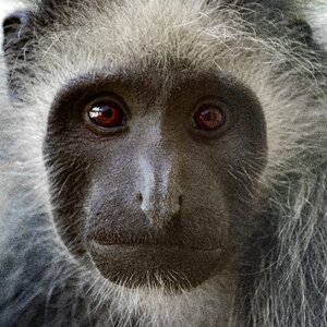 Animal world mammal cute