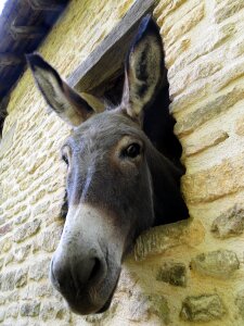 Curious equine soft photo