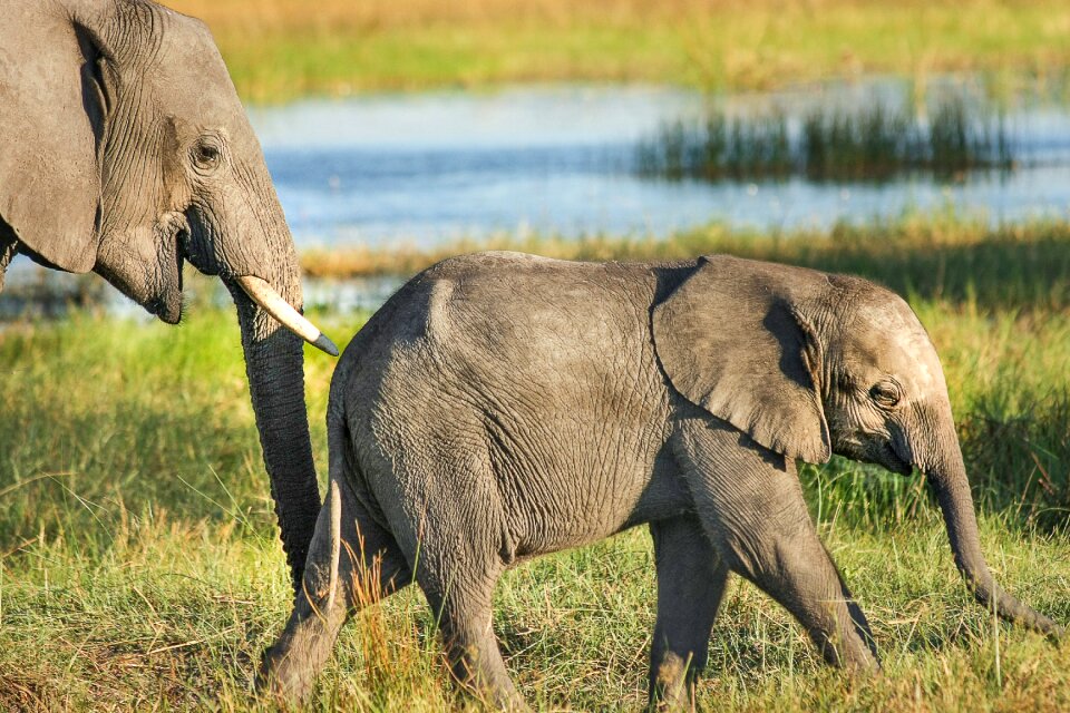 Proboscis mammal pachyderm