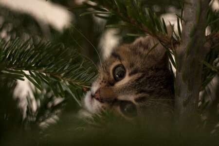 Holiday outdoors mammal