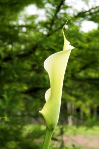 Botany arum white flower