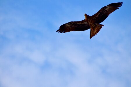 Bird gliding flight