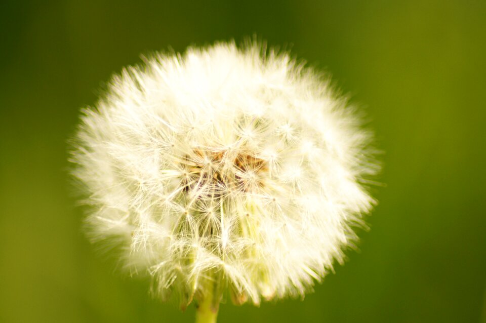 Dandelion nature Free photos