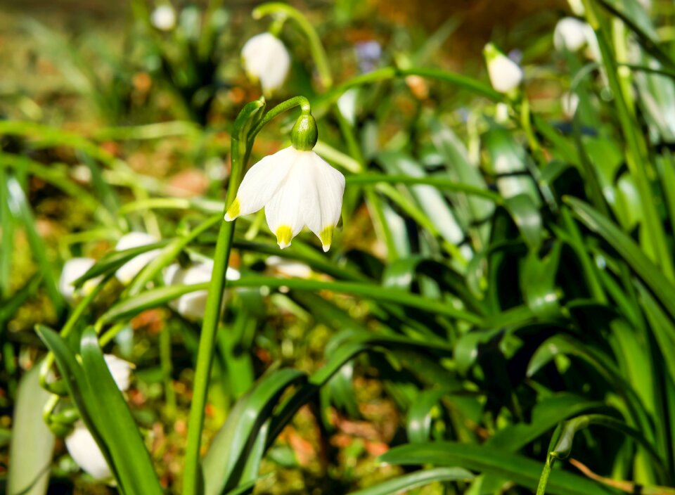 Bloom white forest flower