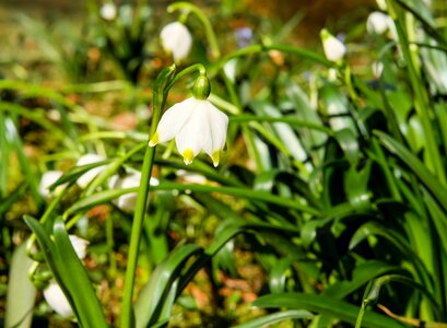 Bloom white forest flower photo