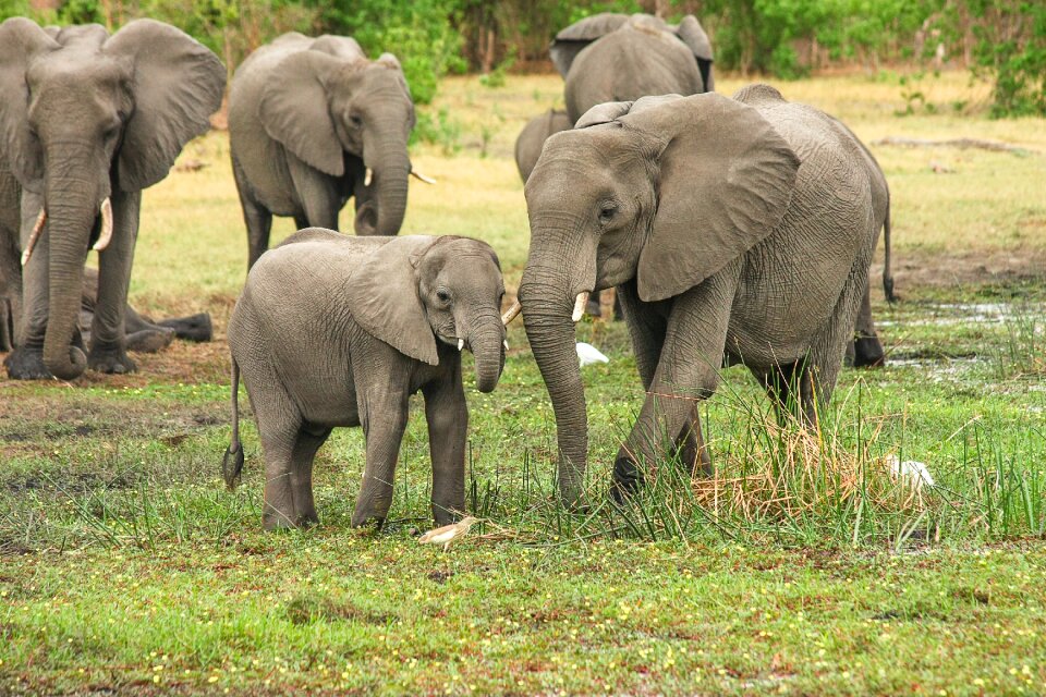 Proboscis mammal pachyderm
