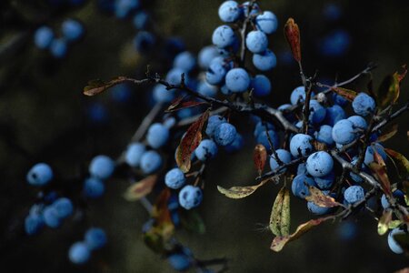 Branches fruits berries