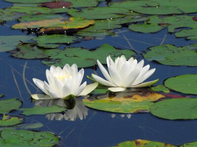 White lily pad pond photo